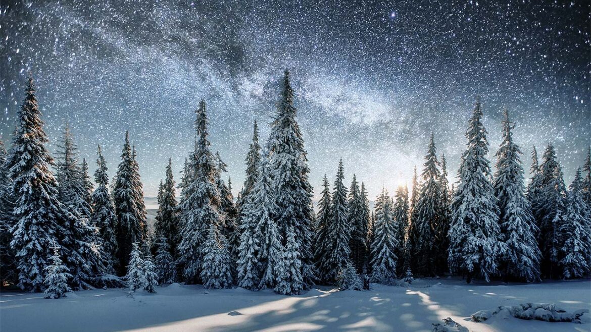 Majestic view of night sky and snow covered fir trees