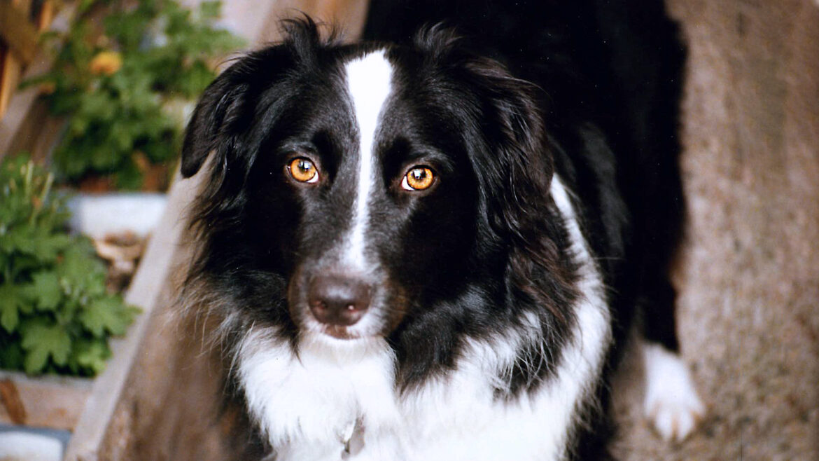Close up of Australian shepherd dog with white stripe up center of black face and white neck ruff looking into camera with brown eyes.
