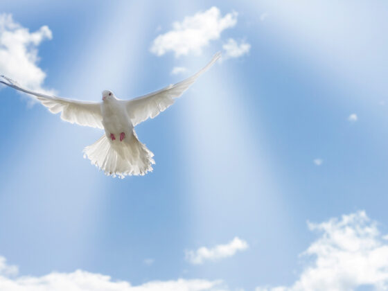 Looking up at a blue sky with a few clouds and rays of sunshine, with a white dove descending.