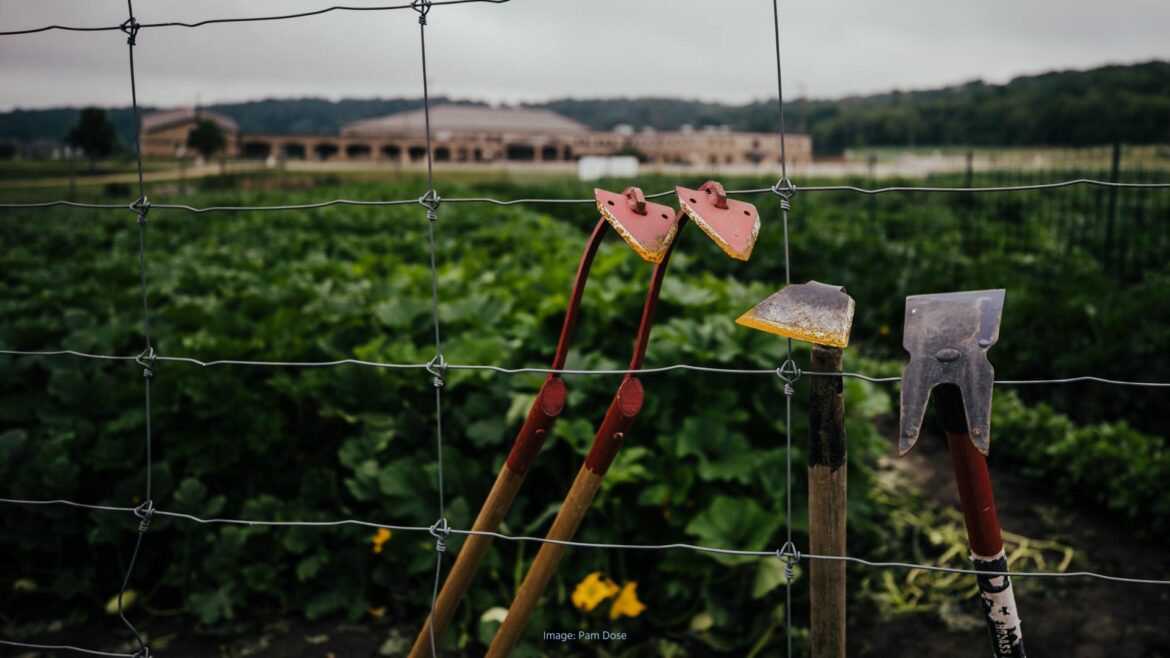 Vegetable garden with 3 hoes leaning against the wire fence in the foreground.