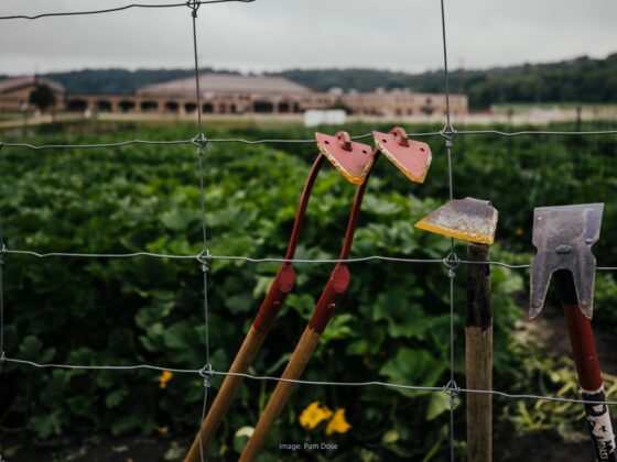 Vegetable garden with 3 hoes leaning against the wire fence in the foreground.